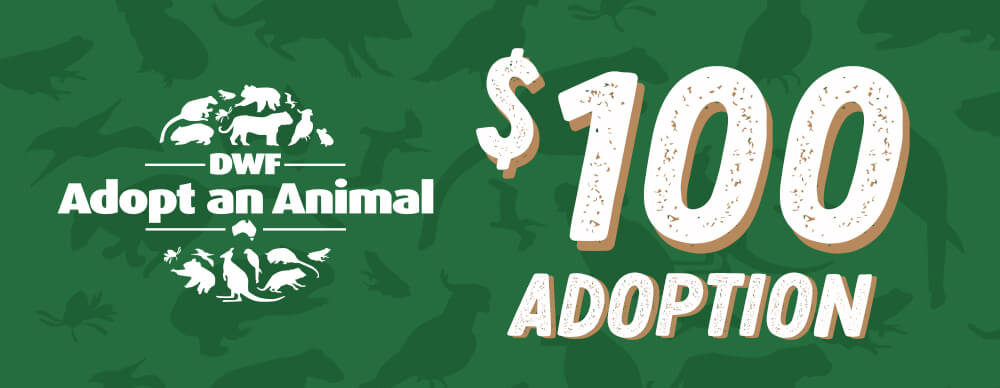 $100 Adoption